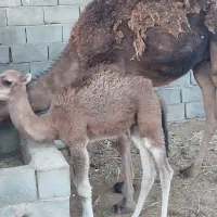 شتر وهاشی