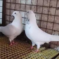 حدود سی عدد. کبوتر سالم پرشی