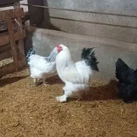 مرغ و خروس برهما لایت و بلک