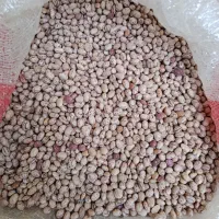 لوبیا چیتی عمده