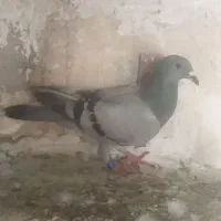 پرنده دورگ پلاکی