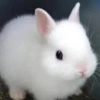 خرگوش