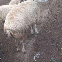 گوسفند|حیوانات مزرعه|گرمادوز, |دیوار