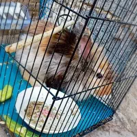 خرگوش نژاد دار