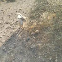 کهره نر