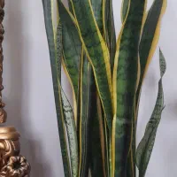 گل سانسوریا