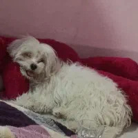 واگذاری سگ پاکوتاه