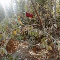 در خواست کار