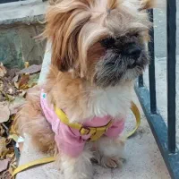 سگ گم شده محدوده جهانشهر کرج