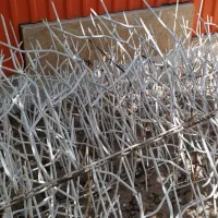 حفاظ شاخ گوزنی حدوداً 20متر