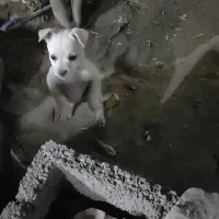 فروش سگ پا کوتاه