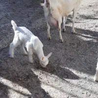 بز سانن|حیوانات مزرعه|قائن, |دیوار