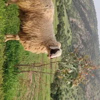 ورن فروشی