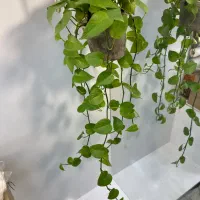 گیاهان اپارتمانی مقاوم