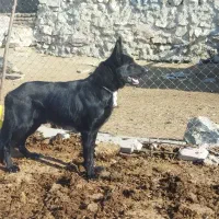 سگ‌ژرمن10ملیون