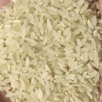 برنج کامفیروزی