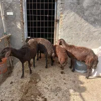 یه جفت شیشک غزل