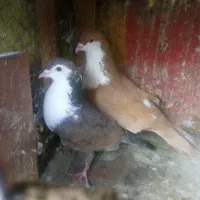 نروماده جفتگاه رنگه کرمونی