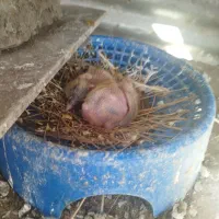 کفتر شهری خال سیاه گم کردمجوجه داره هرچی بگید خرید