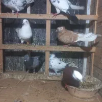 کفترهای غریب