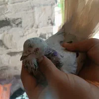 کبوتر|پرنده|دهدشت, |دیوار