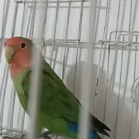 طوطی|پرنده|ایلام, |دیوار