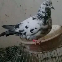 ماده کفتر کله سرخ  کاکلی گم کردم