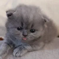 گربه بریتیش اصل