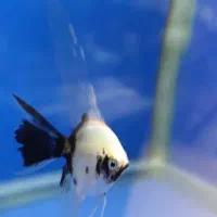 بارجدیدماهی ولوازم درآکواریوم ونوس رسید|ماهی|زنجان, |دیوار