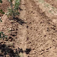یک هکتار باغ پسته آماده پیوند|فروش دفتر صنعتی، کشاورزی، تجاری|تهران, شهرک گلها (تهرانسر)|دیوار