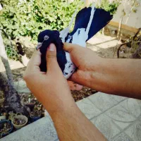 ماده سینه ای