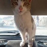 واگذاری رایگان|گربه|ارومیه, |دیوار