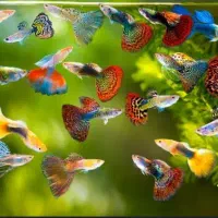 ماهی گوپی  باکیفیت