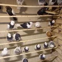 پرنده فروشی تک فنوش آباد|پرنده|ابهر, |دیوار