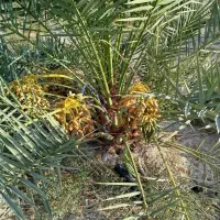 فروش زمین کشاورزی حاجی اباد معدنوییه|فروش دفتر صنعتی، کشاورزی، تجاری|حاجی آباد, |دیوار