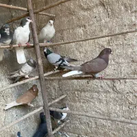 کبوتر رنگی|پرنده|قم, چهار مردان|دیوار