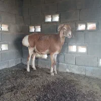 غوچ جوان چینی