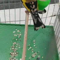 سهره دهن باغی قدیم|پرنده|قروه, |دیوار