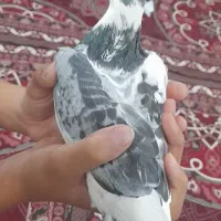 کبوتر پلاکی عراق|پرنده|کارون, |دیوار