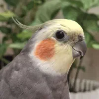 عروس هلندی نر