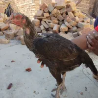 ماکیان لاری معامله ای|حیوانات مزرعه|سراوان, |دیوار