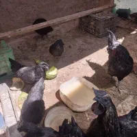 مرغ وخروس ایام سمانی