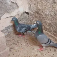 کبوتر نروماده