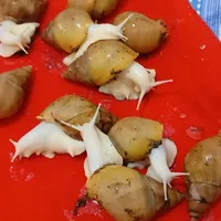 حلزون آچاتینا ستیز بزرگ