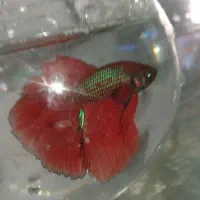 ماهی فایتر هالفمون