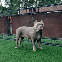 پانسیون سگ آموزش سگ تربیت سگ|خدمات پیشه و مهارت|کرج, فاز ۳ مهرشهر|دیوار