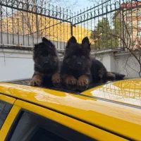 فروش تخصصی ژرمن شولاین موکلاسیک سلامت تضمینی