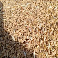 خریدوفروش گندم بردسیر