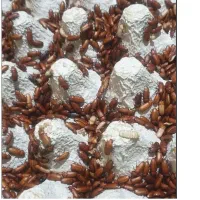 سوسک تاریکی کرم میلورم زنده و خشک