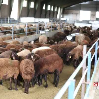 کارگری دامداری اطراف ثلاث باباجانی